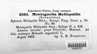 Gibberidea heliopsidis image